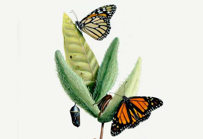 detail from Milkweed and Butterfly image from The Saint John's Bible