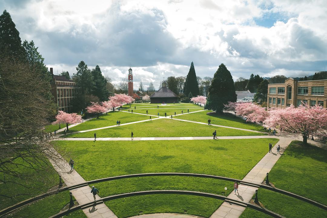 photograph of the main quad with cherry blossoms blooming