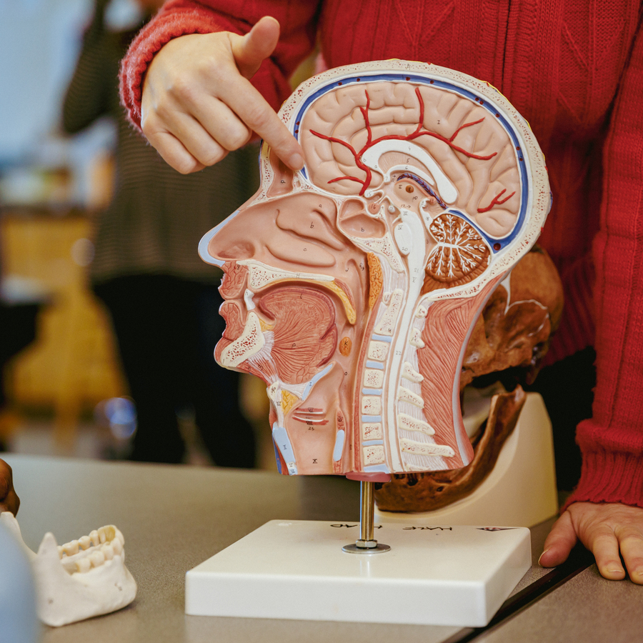 A University of Portland student in a red sweater points to the brain section of an anatomical head model in class.