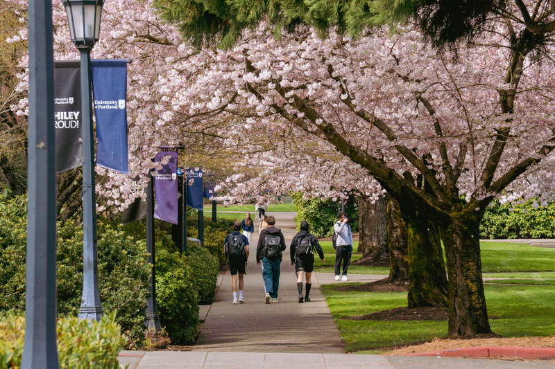 University of Portland students walk up and down a sidewalk on campus under pink cherry blossom trees in the spring.