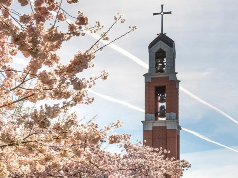 Top of the Bell Tower framed by cherry blossoms