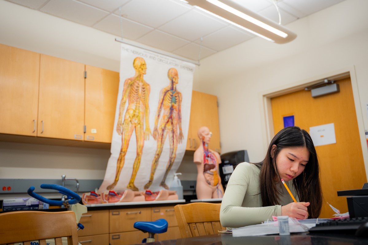 A student works at a desk with an anatomy chart in the background.