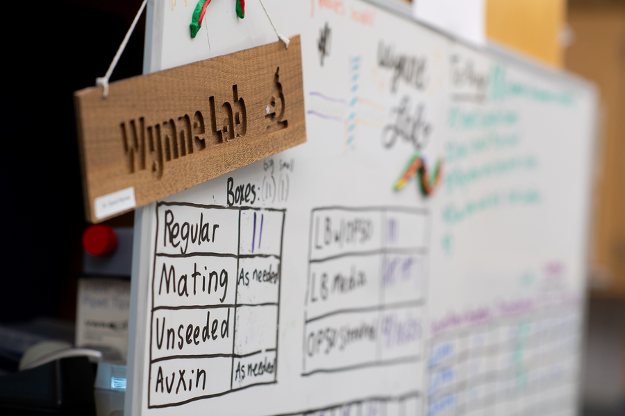An image of a white board in the biology lab tracking the progress of an ongoing experiment.