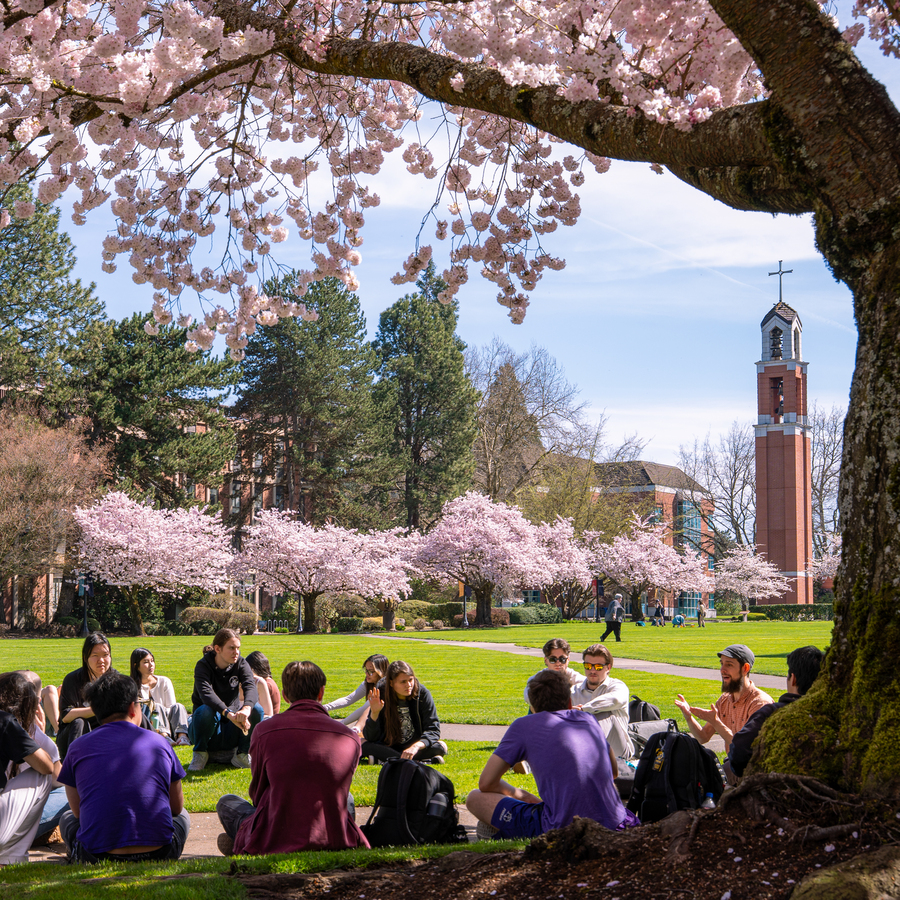Close-up of an outdoor class at University of Portland sitting under pink cherry blossoms trees with green pine trees and a blue sky in the background on campus.