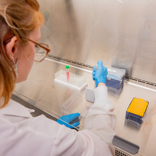 A close-up view looking over the shoulder of a UP Biology student working at a pipette station in the lab.
