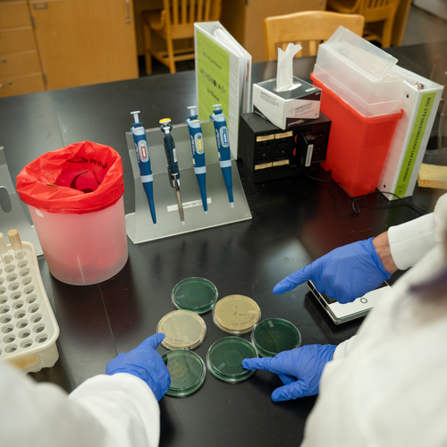A close up image of petri dishes and pipettes on a table being used by students to perform research analysis on algae blooms at the University of Portland.