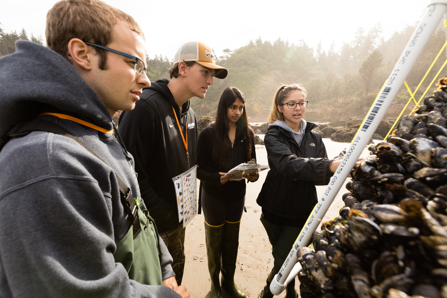 A group of University of Portland students and their professor gather around a rock encrusted with bivalves while doing field research at the Oregon coast.