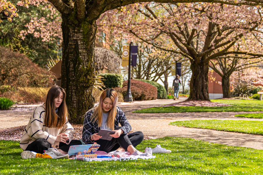 Two University of Portland students study under a tree covered in cherry blossoms to one side of the academic quad