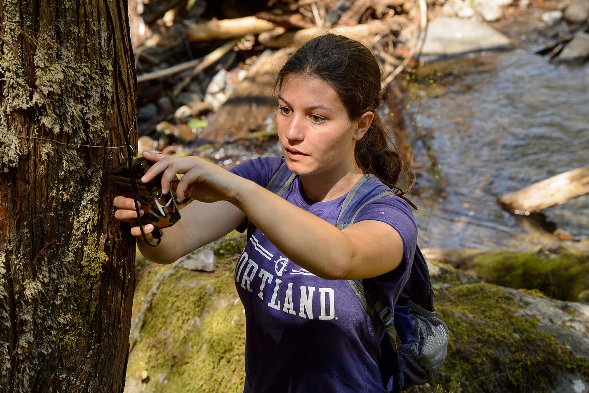 University of Portland environmental student checks trail camera near Multnomah Falls.