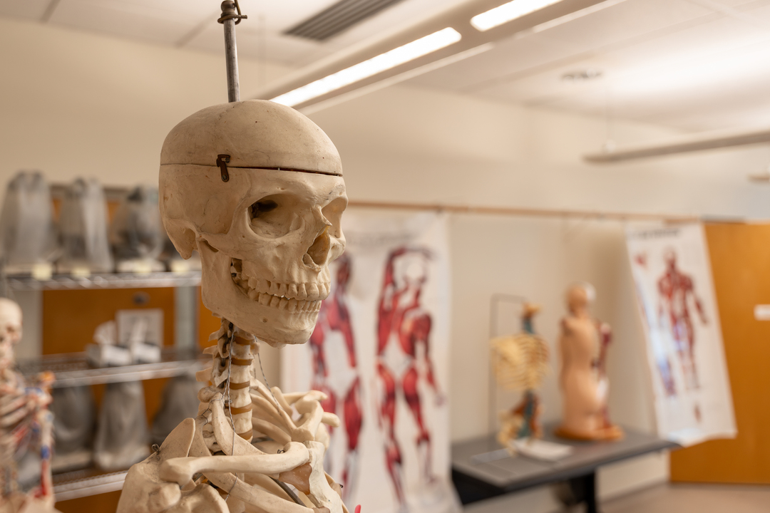A close-up image of head and torso of an instructional skeleton in a biology classroom at the University of Portland. Anatomical posters are visible in the background.