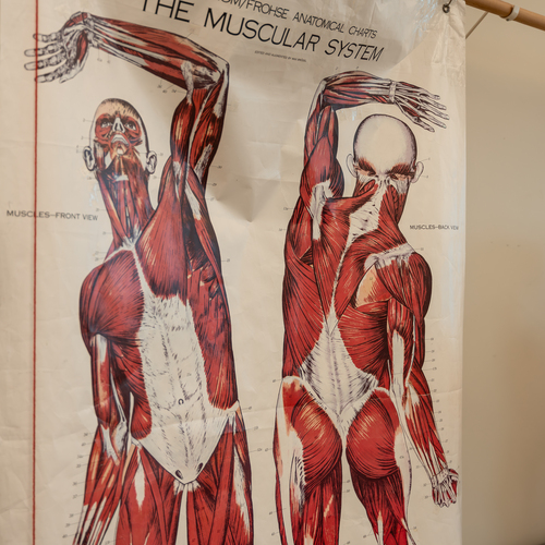 A close up of an anatomical poster displaying musculature of the human body in the kinesiology lab at the University of Portland.