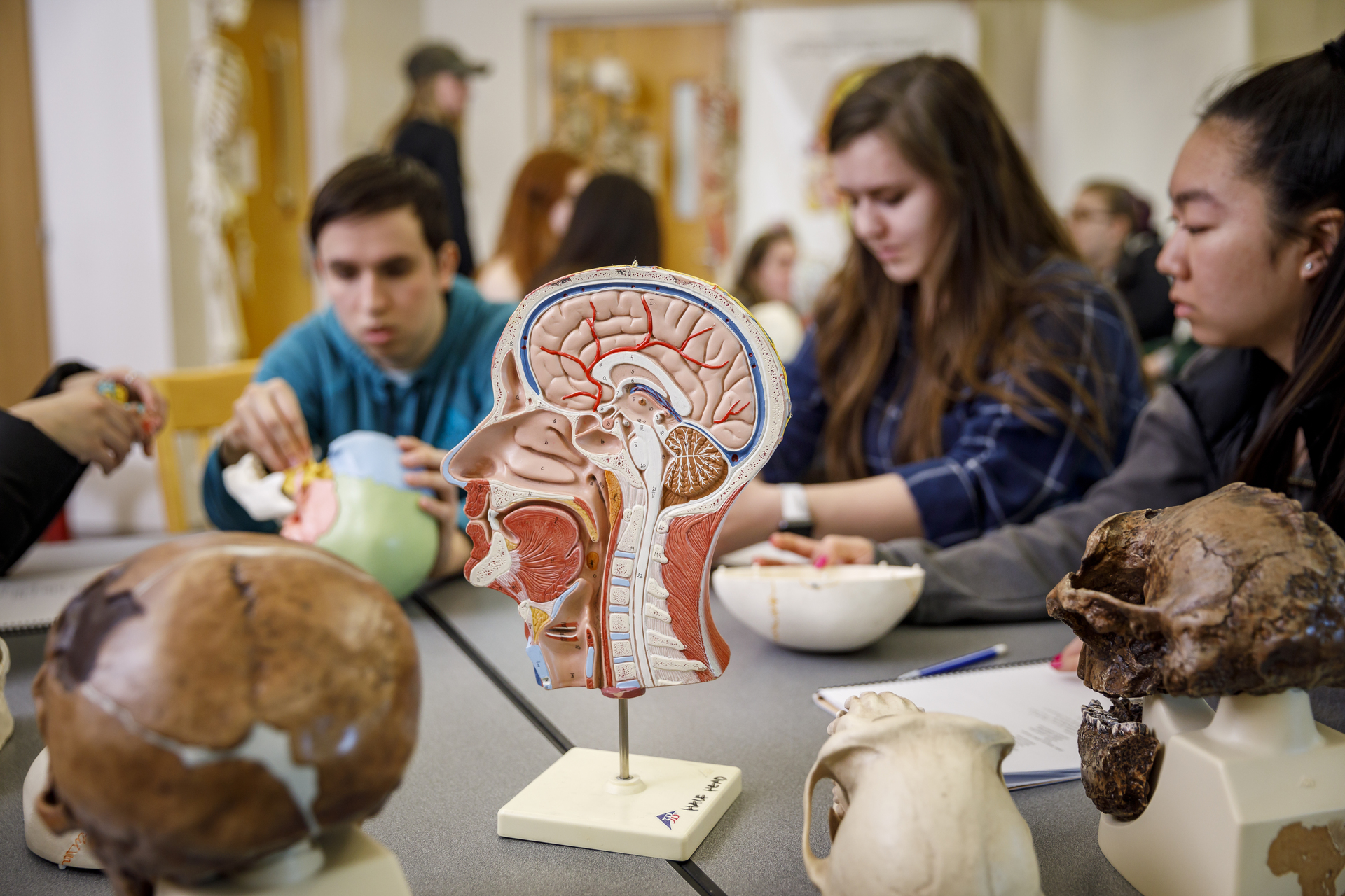 An anatomical human brain model in cross-section displayed in a classroom, with students and an instructor visible in the background at University of Portland.