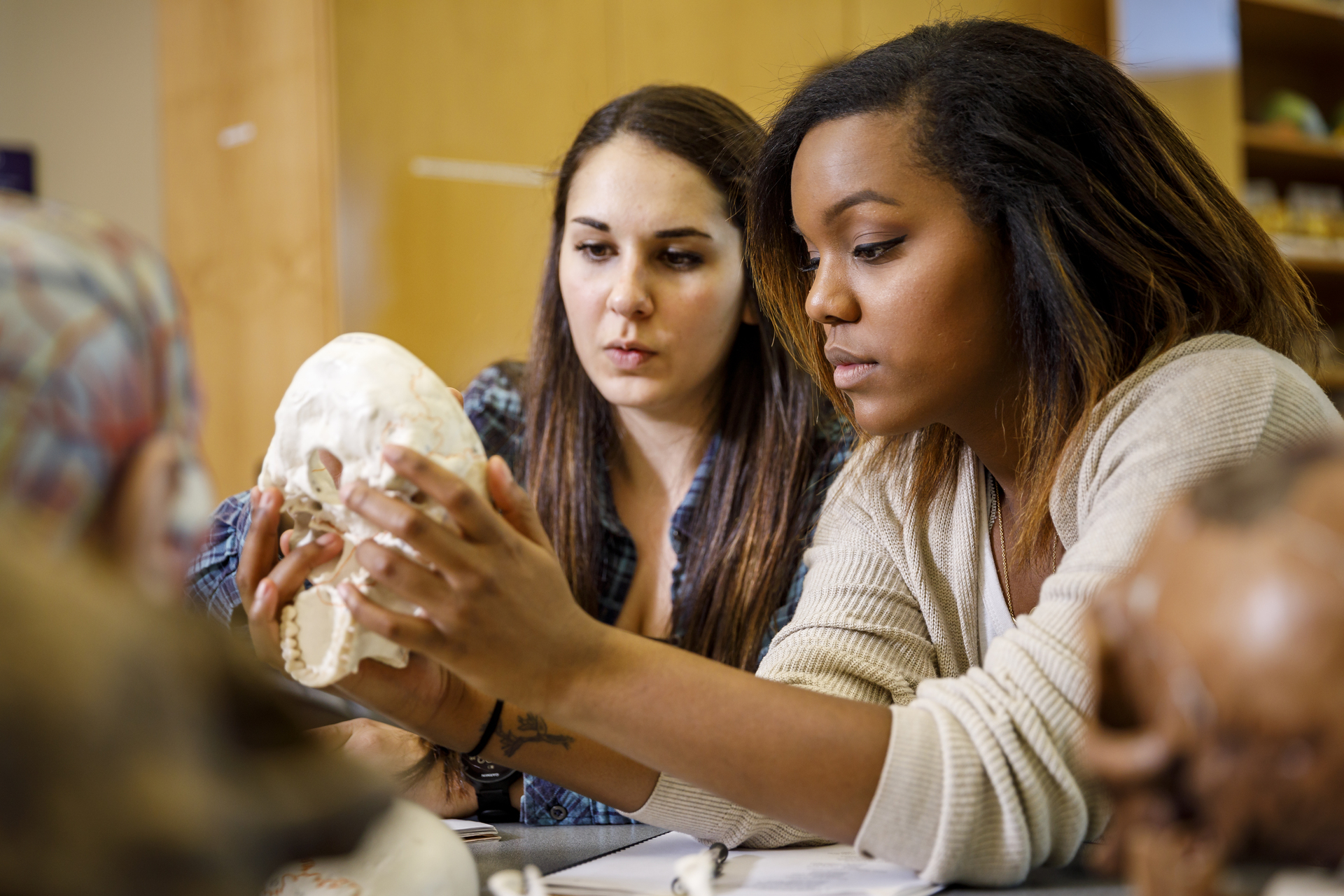 Two University of Portland students study the bone structure of the base of a replica skull in anatomy class