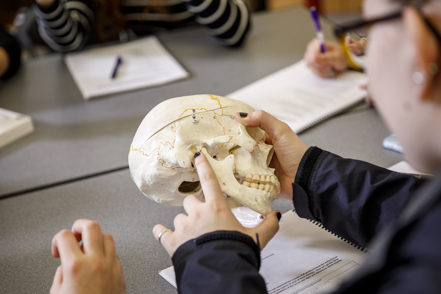 A University of Portland student studies the anatomy and bone structure of the human jaw on a replica skull during anatomy class