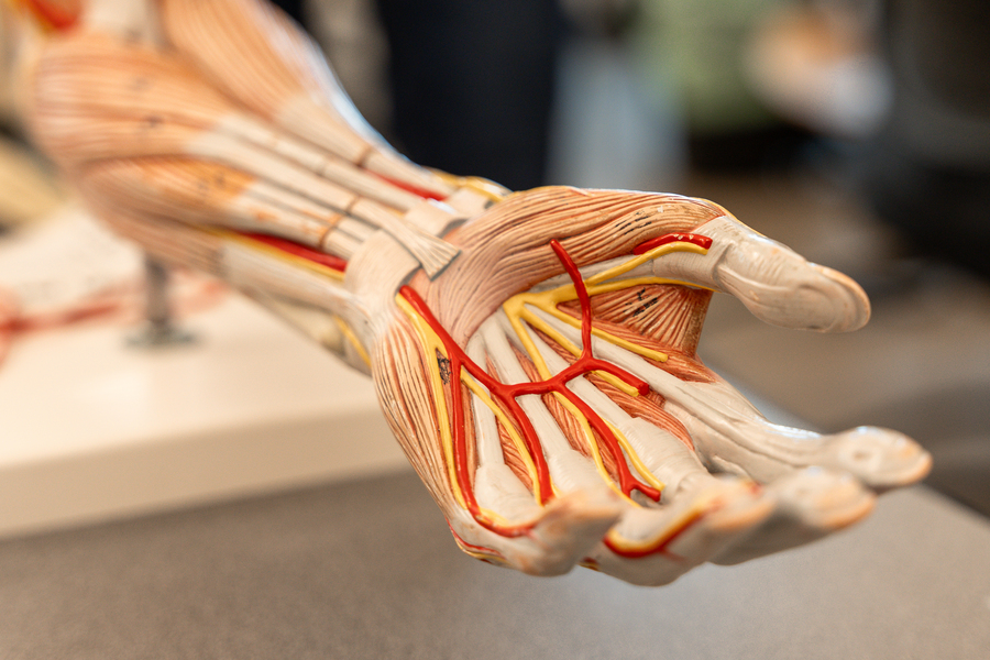 A close up image of an anatomical hand model with muscles, tendons, and vessels in the kinesiology lab at the University of Portland.
