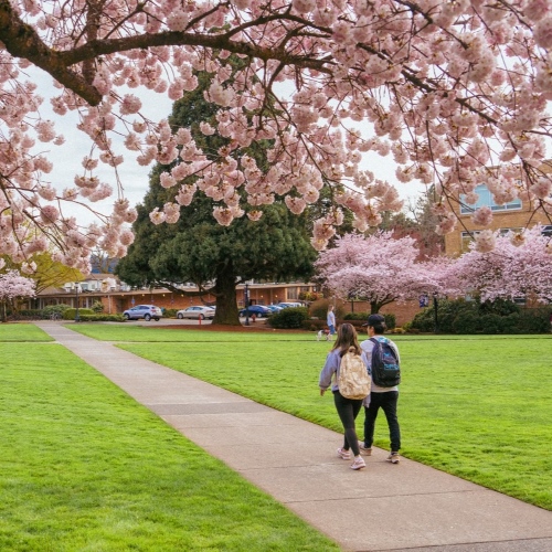 Cherry blossom branches frame a campus walkway bordered by green grass, parked cars, and a brick academic building on a Spring day. Two University of Portland students are walking under the trees.