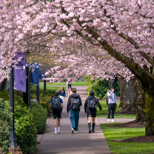 Three University of Portland students walking away from the camera on a campus sidewalk under blossoming cherry trees.