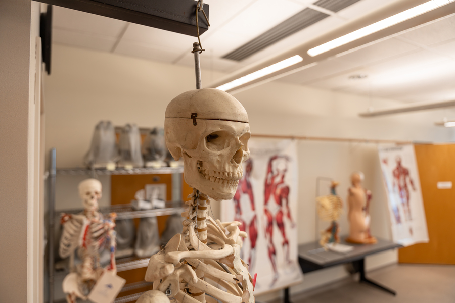 A close-up image of head and torso of an instructional skeleton in a biology classroom at the University of Portland. Anatomical posters are visible in the background.
