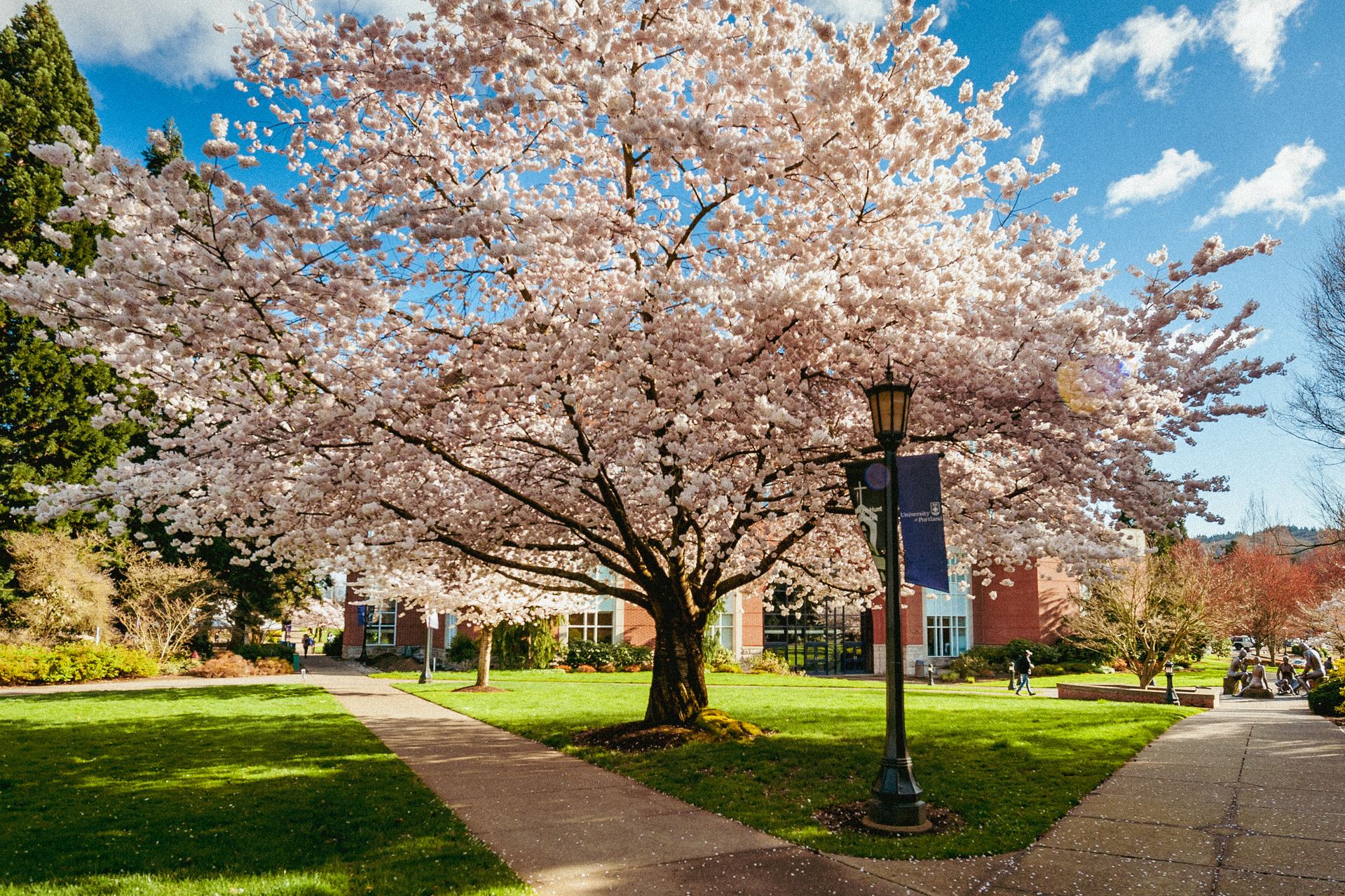 A large, pink cherry blossom tree in full bloom on University of Portland's campus.