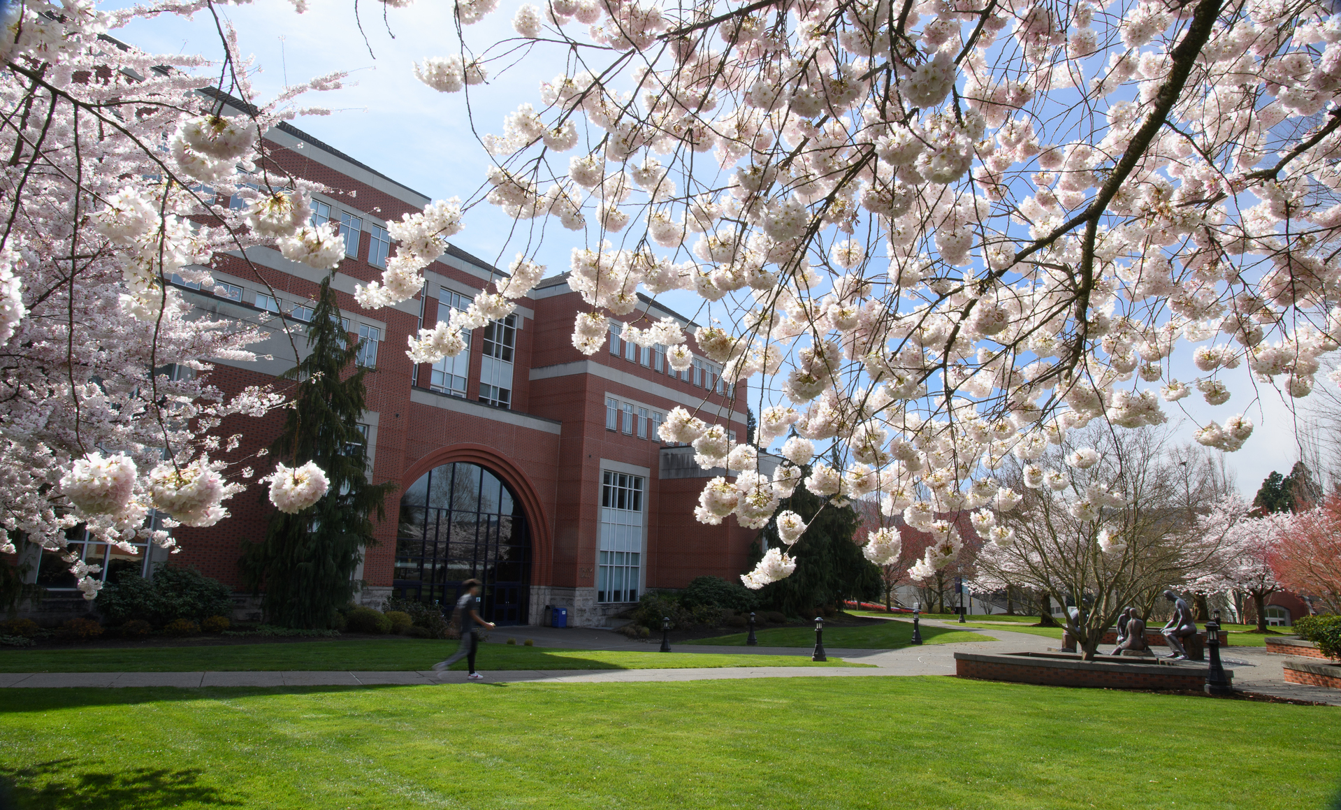 Cherry blossoms in front of Franz Hall