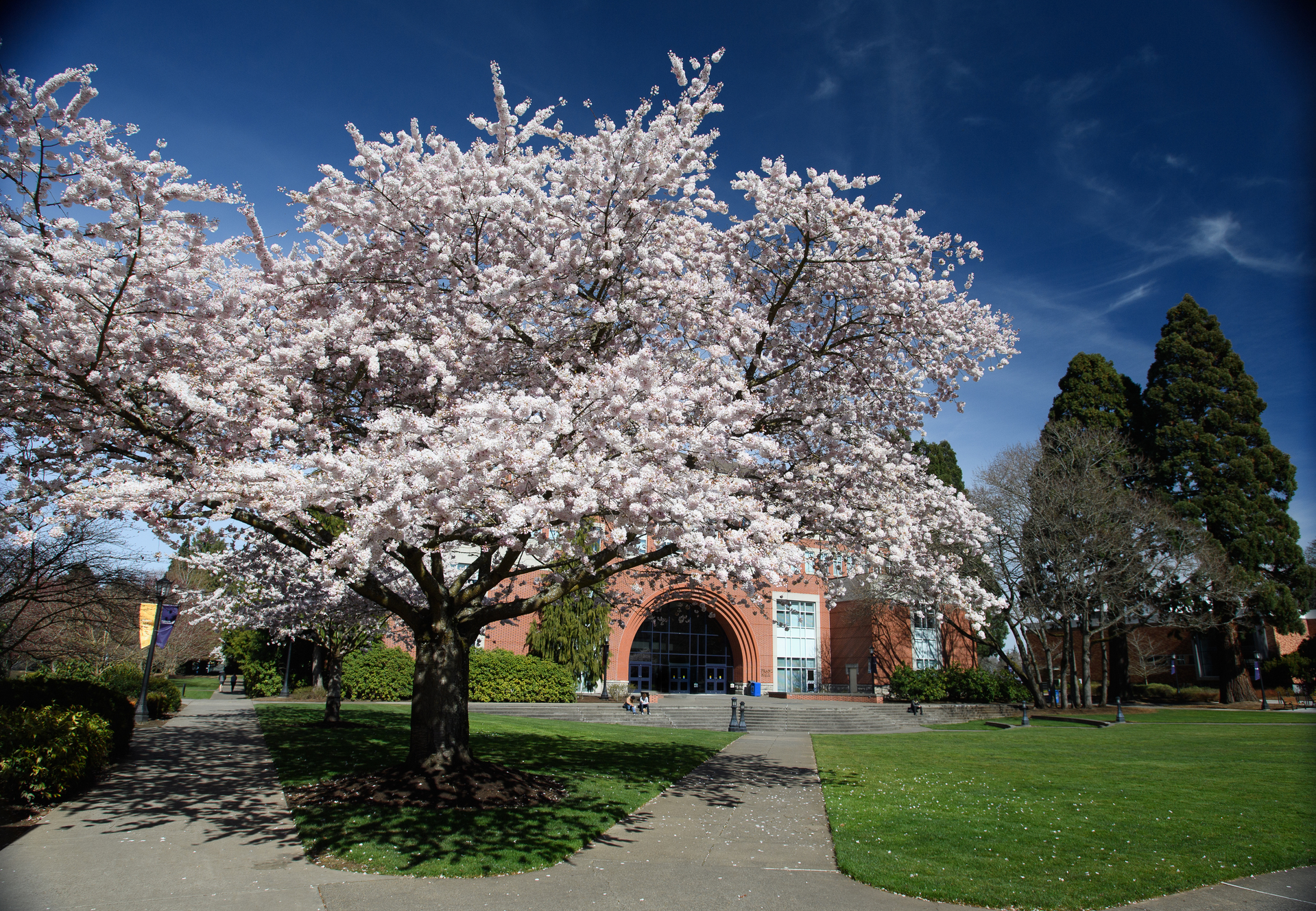 Cherry blossoms in front of Franz Hall