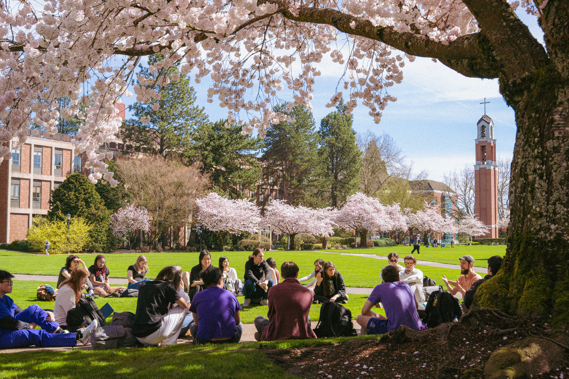 University of Portland students sit outside under a cherry blossom tree during class, listening to the professor.