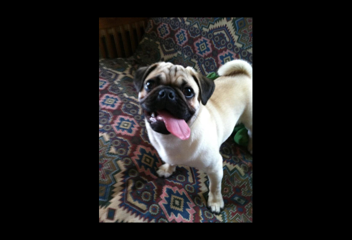 pug on a rug