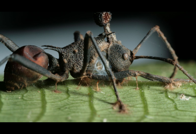Ant with fungus growing out of head