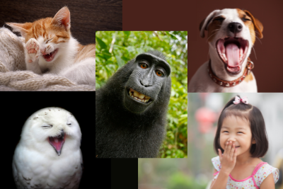 kitten, monkey, dog, owl and little girl laughing with mouths open
