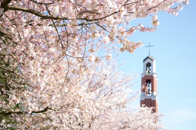 bell tower through cherry blossoms