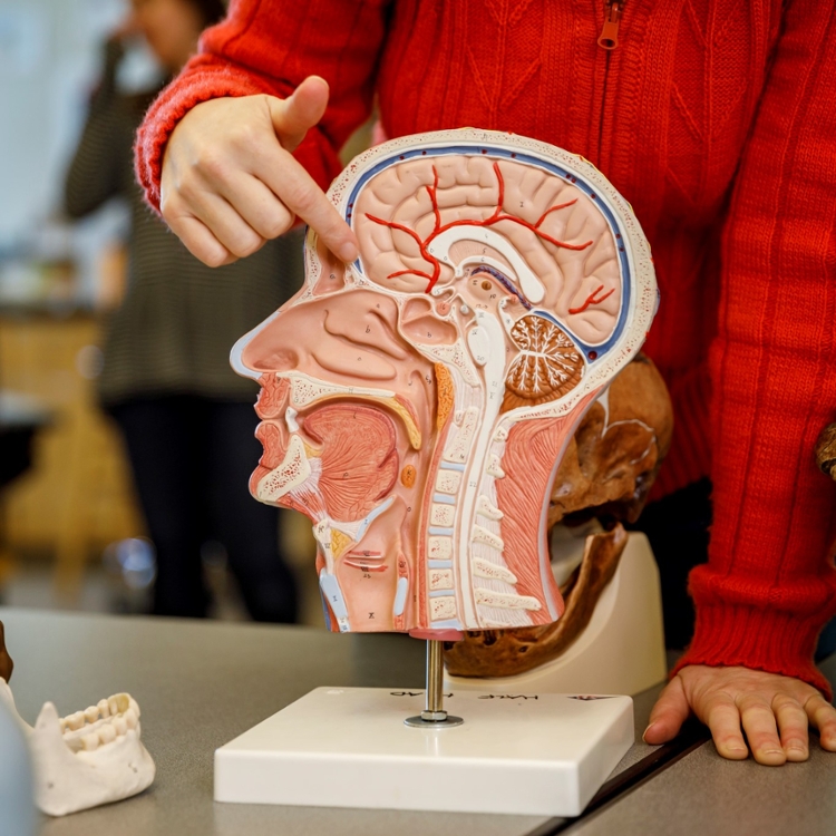 person in red sweater pointing to frontal lobe on bisected model of human head and brain.