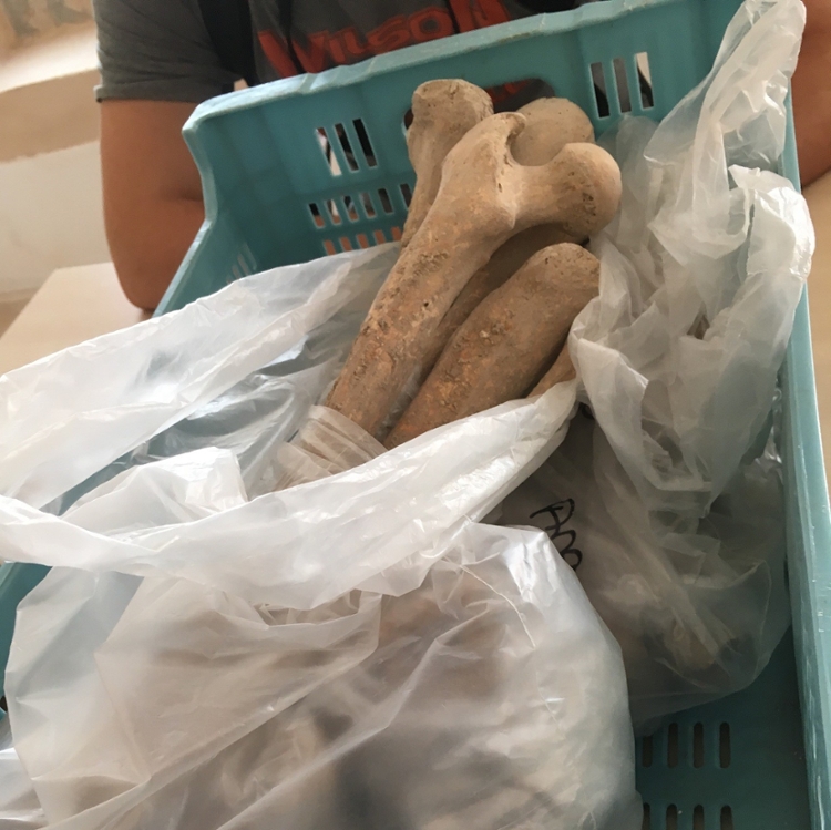 bag of excavated human bones in teal plastic crate on table.