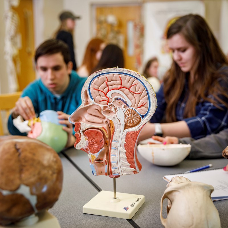 educational 3D model of bisection of human head on table with students in background