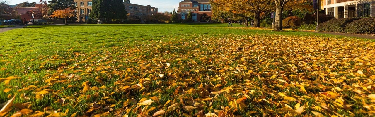 The academic quad covered in autumn leaves