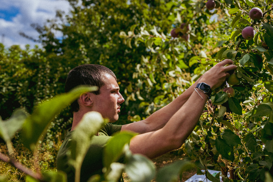 A University of Portland student reaches to pick fruit from a tree in an orchard while volunteering. 