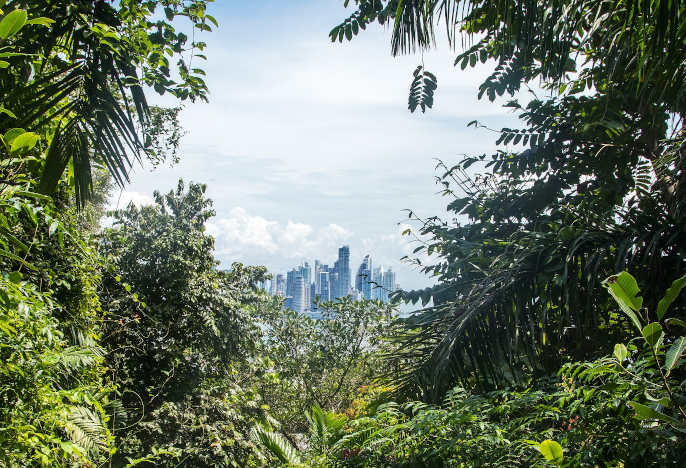 View of high-rise city buildings through the leaves of a rainforest