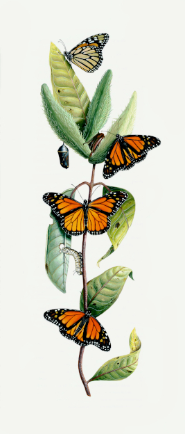 Illumination of milkweed and butterflies from The Saint John's Bible