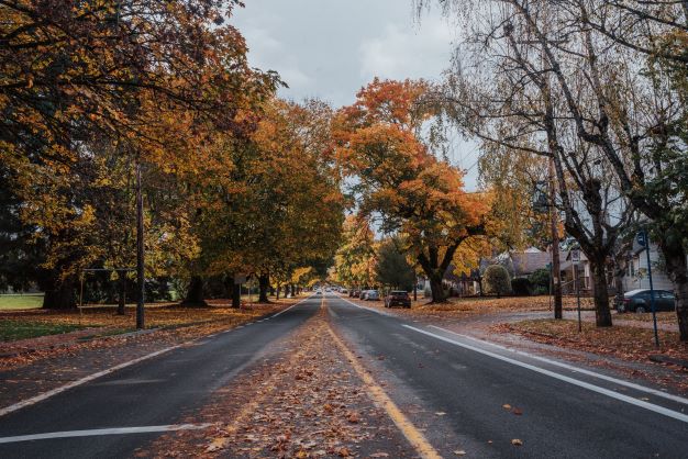 Willamette Blvd in the Fall