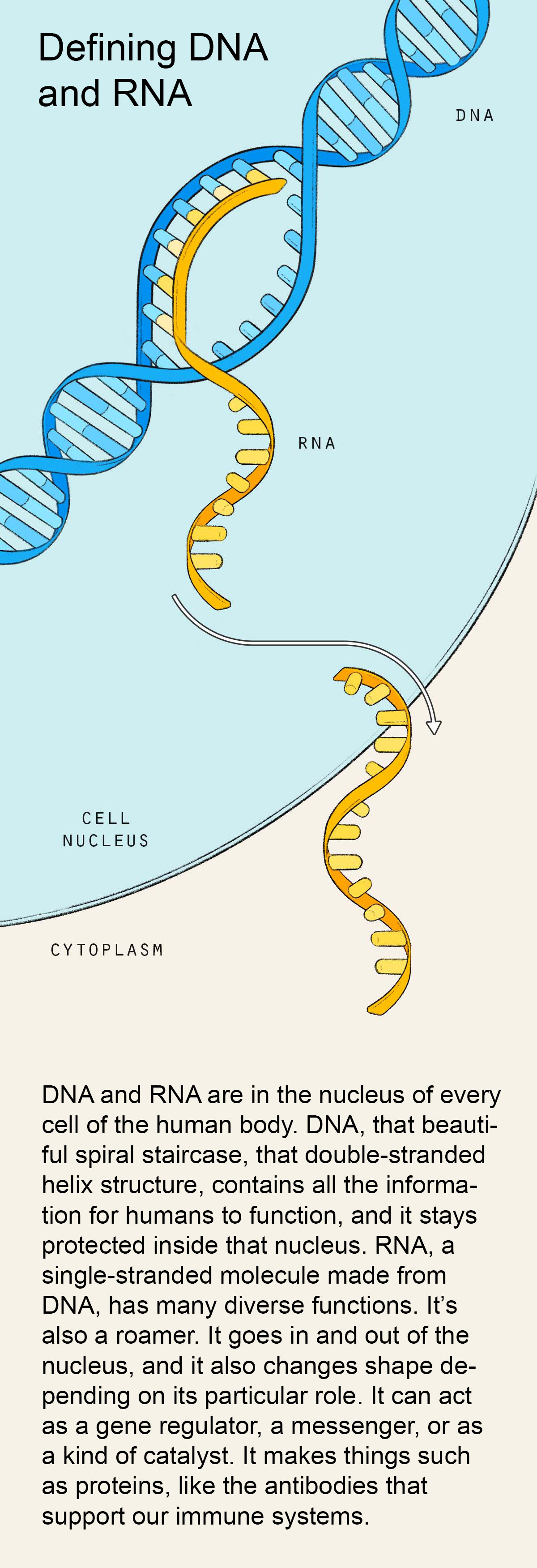 dna-rna.jpg