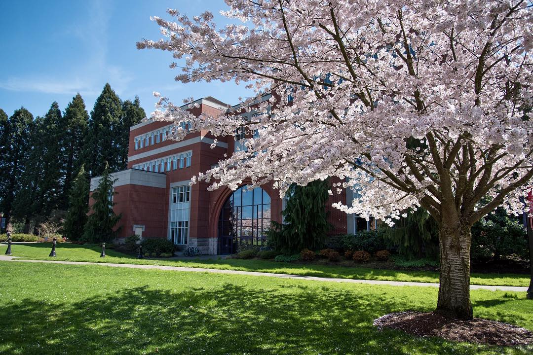 photograph of Franz Hall with cherry blossoms