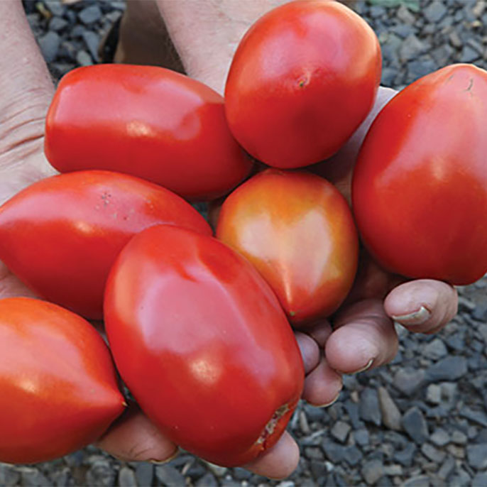 Handful of ripe, red tomotoes
