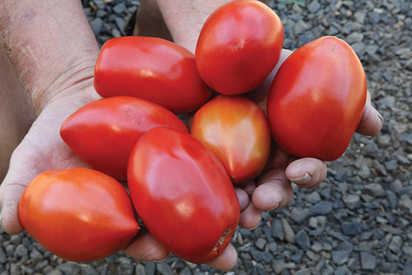 Handful of ripe, red tomotoes.