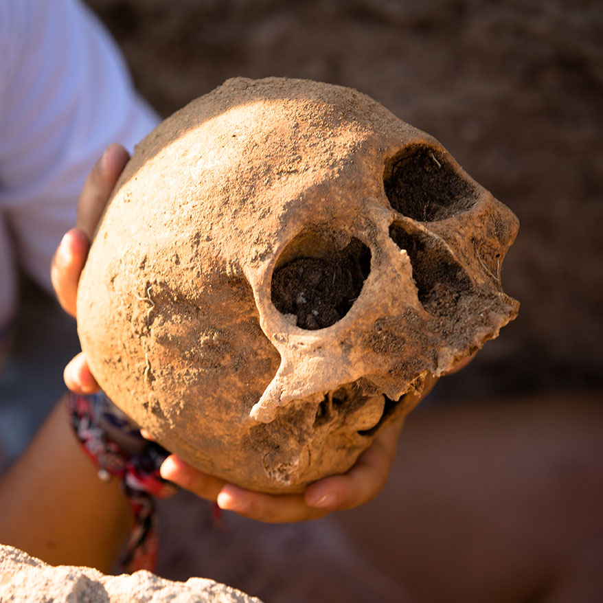 Hands cradling a skull at archeological dig site