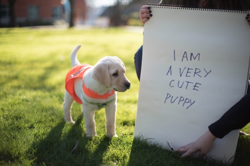 labrador puppy with neon orange vest on standing in front of sign that reads, "I am a very cute puppy"