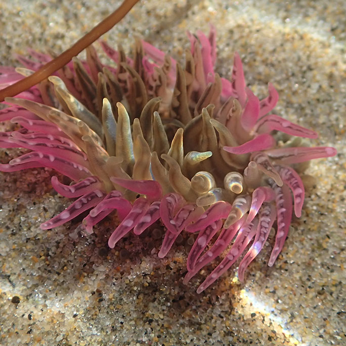 Moon anemone
