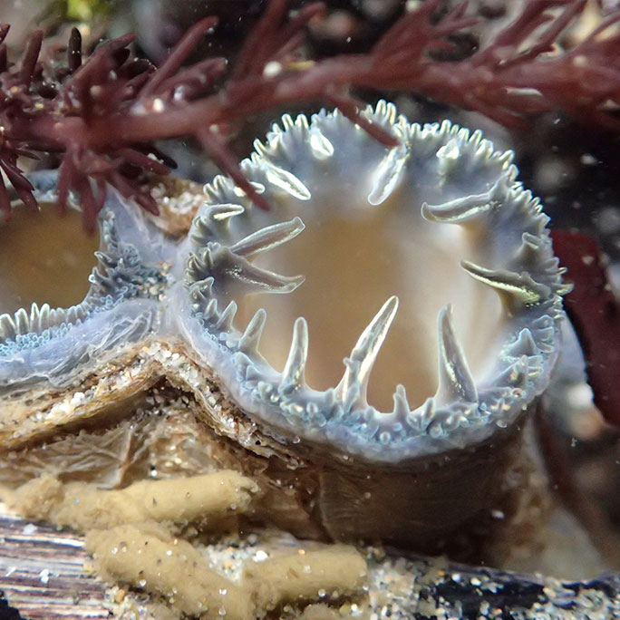 Pacific gaper clam