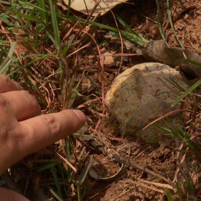A volunteer worker's finger points to a half buried unexploded cluster munition bomb.