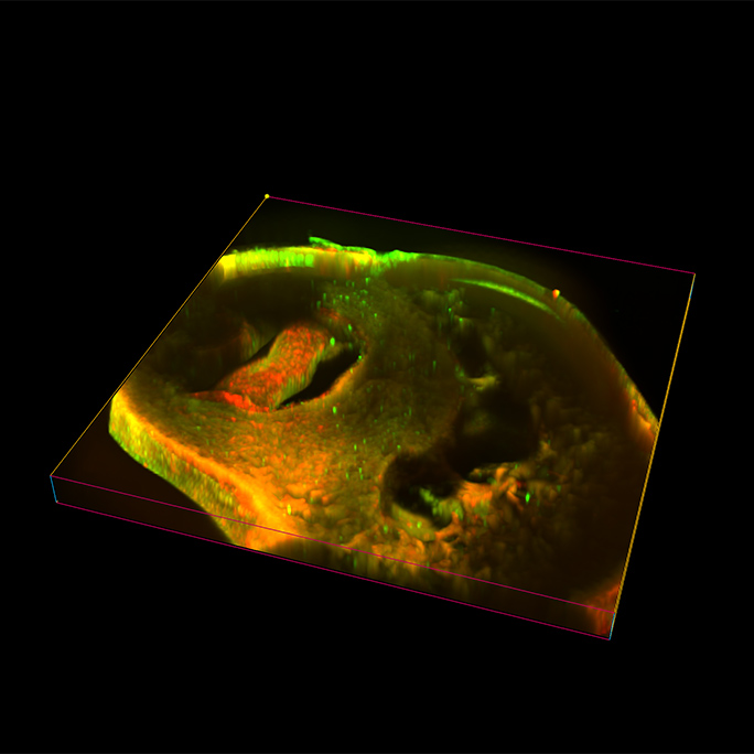 3D image of a chicken embryo heart