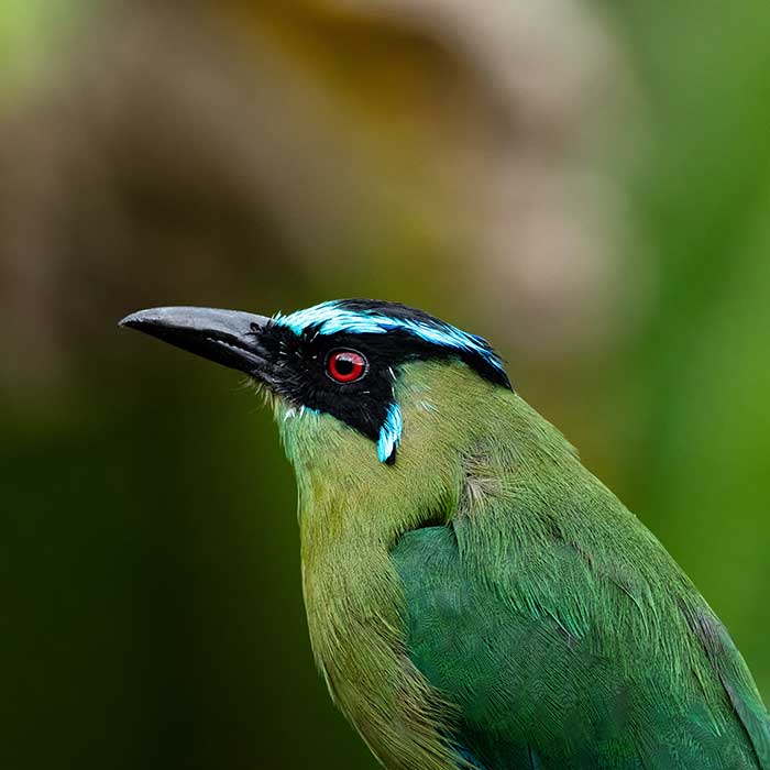 la soledad bird