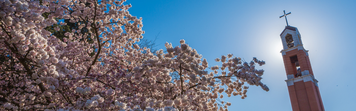 Bell Tower and cherry blossoms.